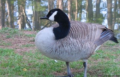 canada_goose.ratio-1.55.158_5871.jpg