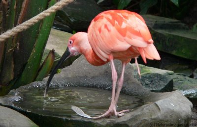 scarlet_ibis.ratio-1.55.p1090083.jpg