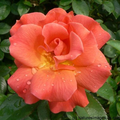 rose.orange.ratio-1.0.p1110406.j2k.jpg