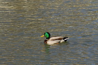 _DSC5645.jpg