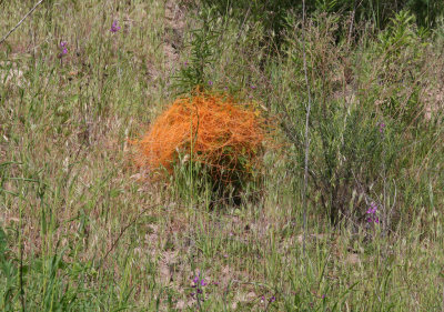 IMG_9588_WitchesHair.jpg