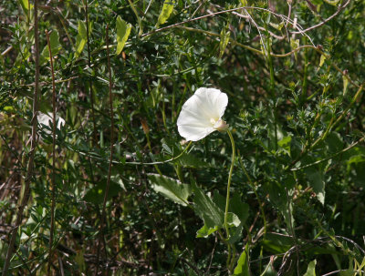 IMG_9631_MorningGlory.jpg