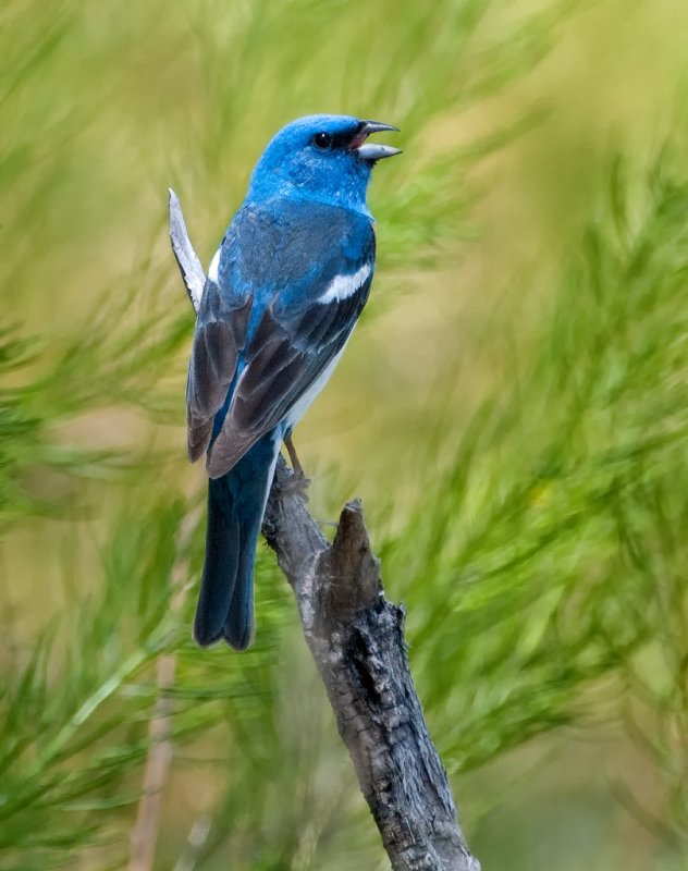 DSC_5722a.jpg