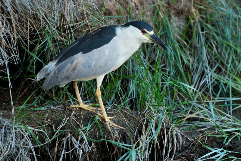 DSC_6428a.jpg