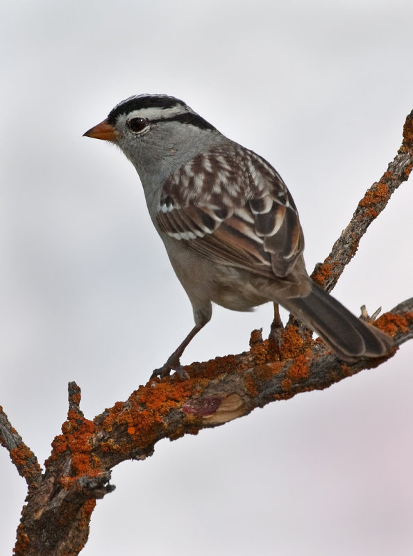 DSC_9271a.jpg