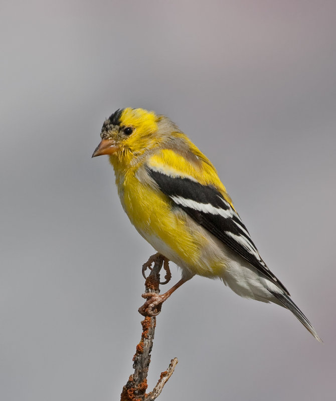 DSC_9336a.jpg