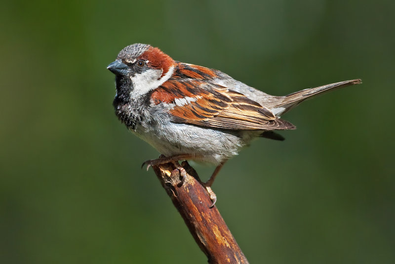 DSC_3674a.jpg