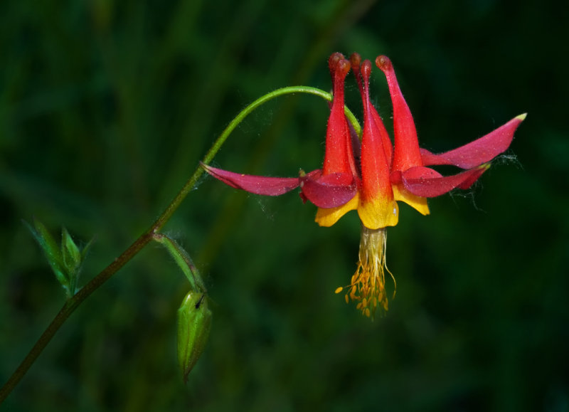 DSC_8202a.jpg