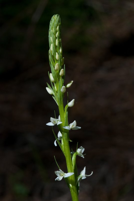 DSC_8265a.jpg