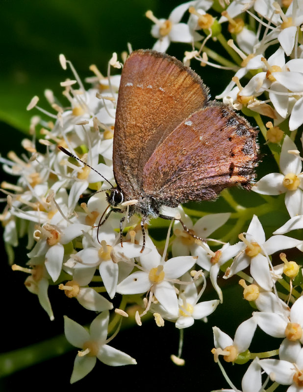 DSC_8646a.jpg