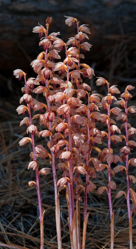 DSC_8701a.jpg