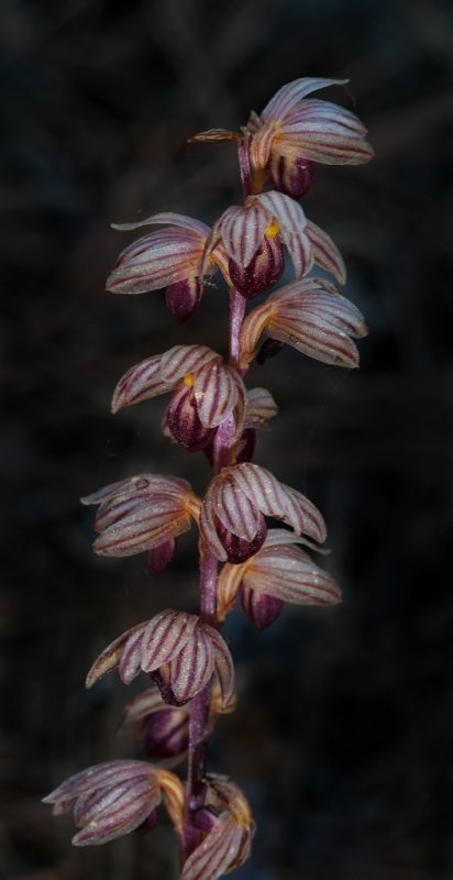 DSC_8712a.jpg