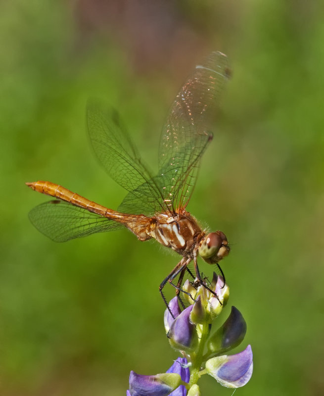 DSC_8961a.jpg