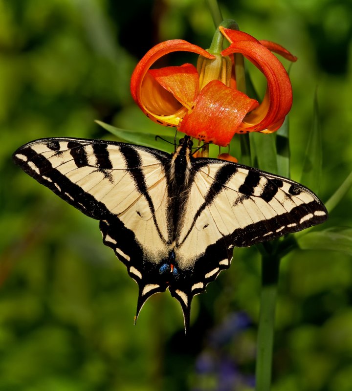 DSC_9473a.jpg