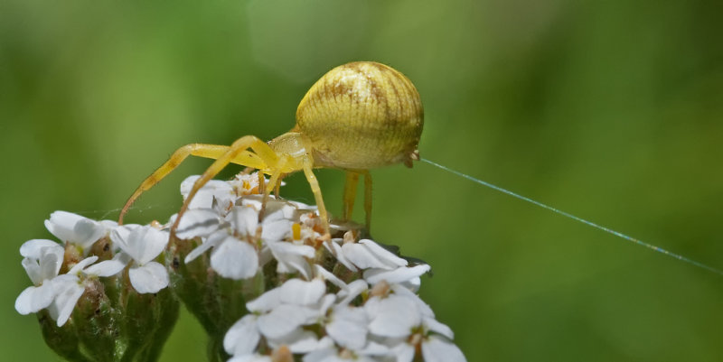 DSC_9704a.jpg