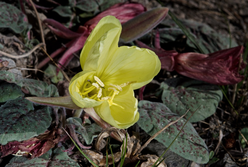 _DSC3247a.jpg