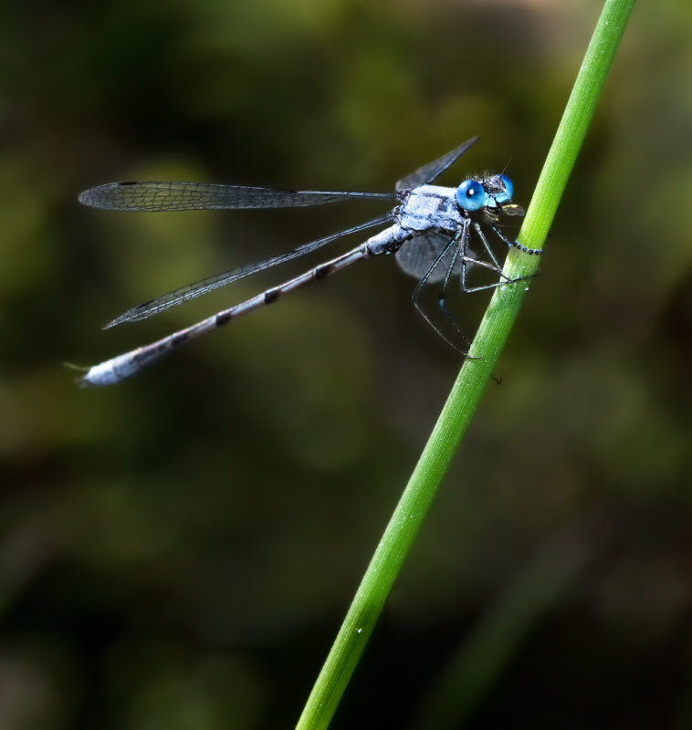 _DSC3375a.jpg