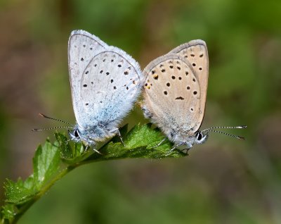 DSC_7397a.jpg