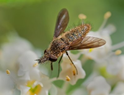 DSC_7521a.jpg