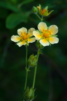DSC_8072a.jpg