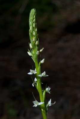 DSC_8265a.jpg
