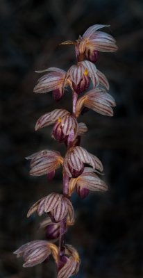 DSC_8712a.jpg
