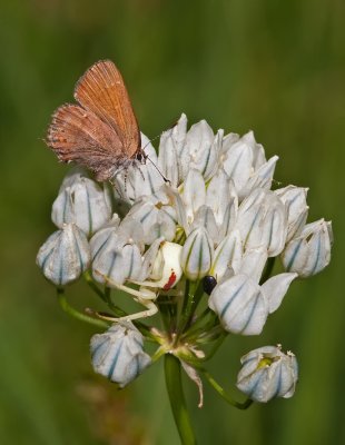 DSC_9117a.jpg
