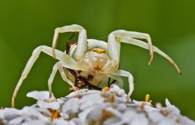 DSC_9837a.jpg