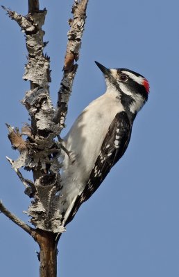 _DSC7762a.jpg