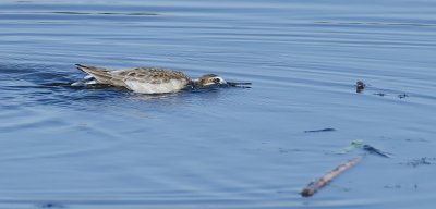 _DSC8605a.jpg