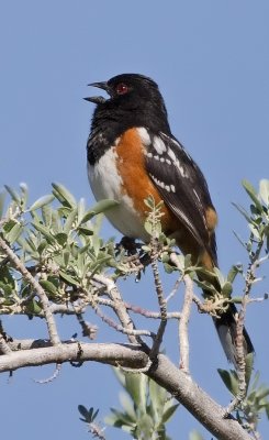 Early Spring 2012