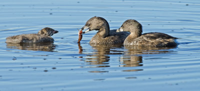 DSC_8148a.jpg