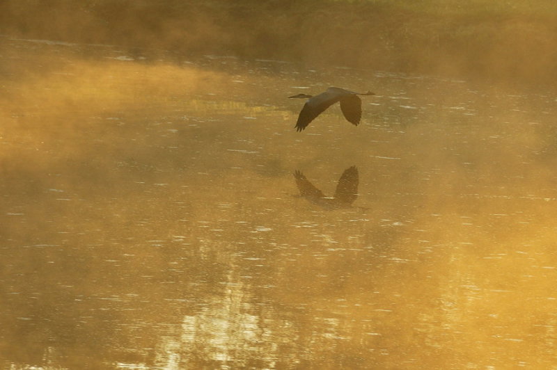dployer ses ailes