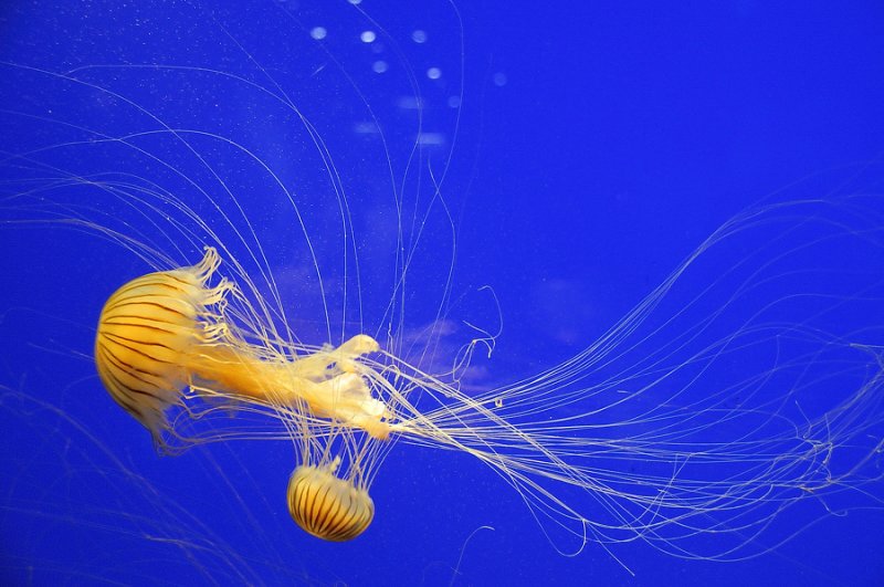 aquarium de La Rochelle