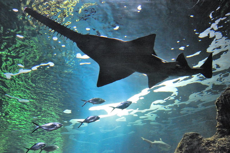 aquarium de La Rochelle
