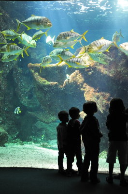 aquarium de La Rochelle