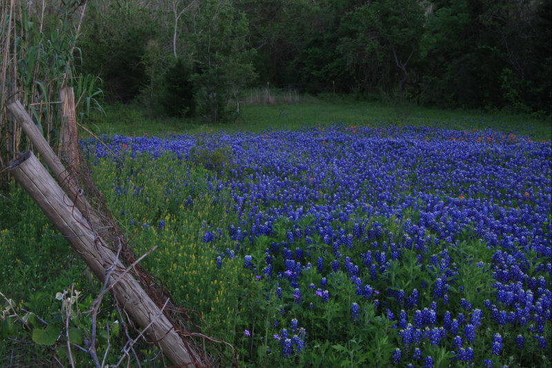 Brenham bluebonnet patch 2012