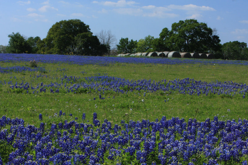 Chappel Hill bluebonnet field 2012