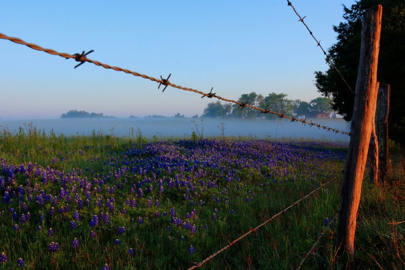 Bluebonnets in fog 2012