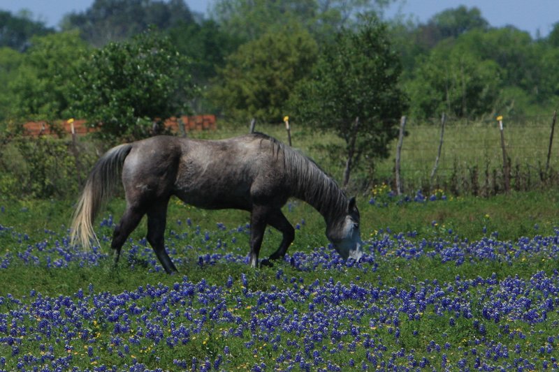 Bluebonnet horse 2012