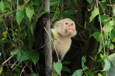 whiteface monkey