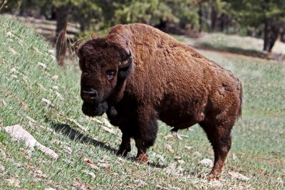 Bison in western South Dakota