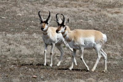 Prong-Horn Antelope in western South Dakota