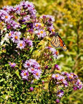 Road side Asters with Butterfly