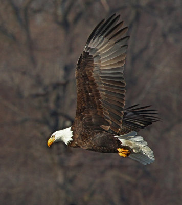 On the wing