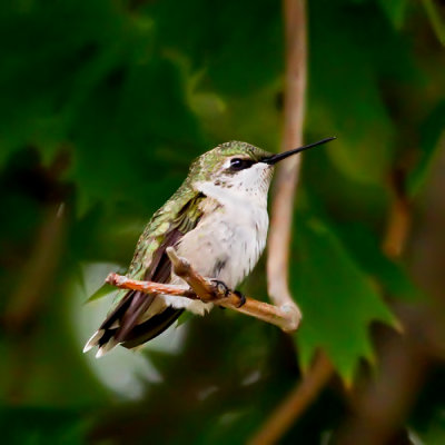 Hummer in tree 2011
