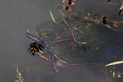 Florida Red-Bellied Turtle
