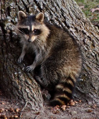 Morton park Coon 1