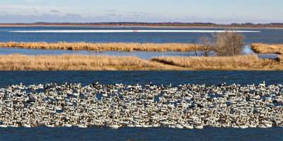 The bottom half of this image is the section of the top image marked with red. My best count is around 50 thousand in this flock.