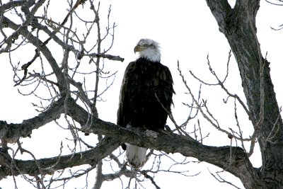 Almost Adult
